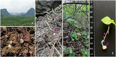 Cultivable endophytic fungal community associated with the karst endemic plant Nervilia fordii and their antimicrobial activity